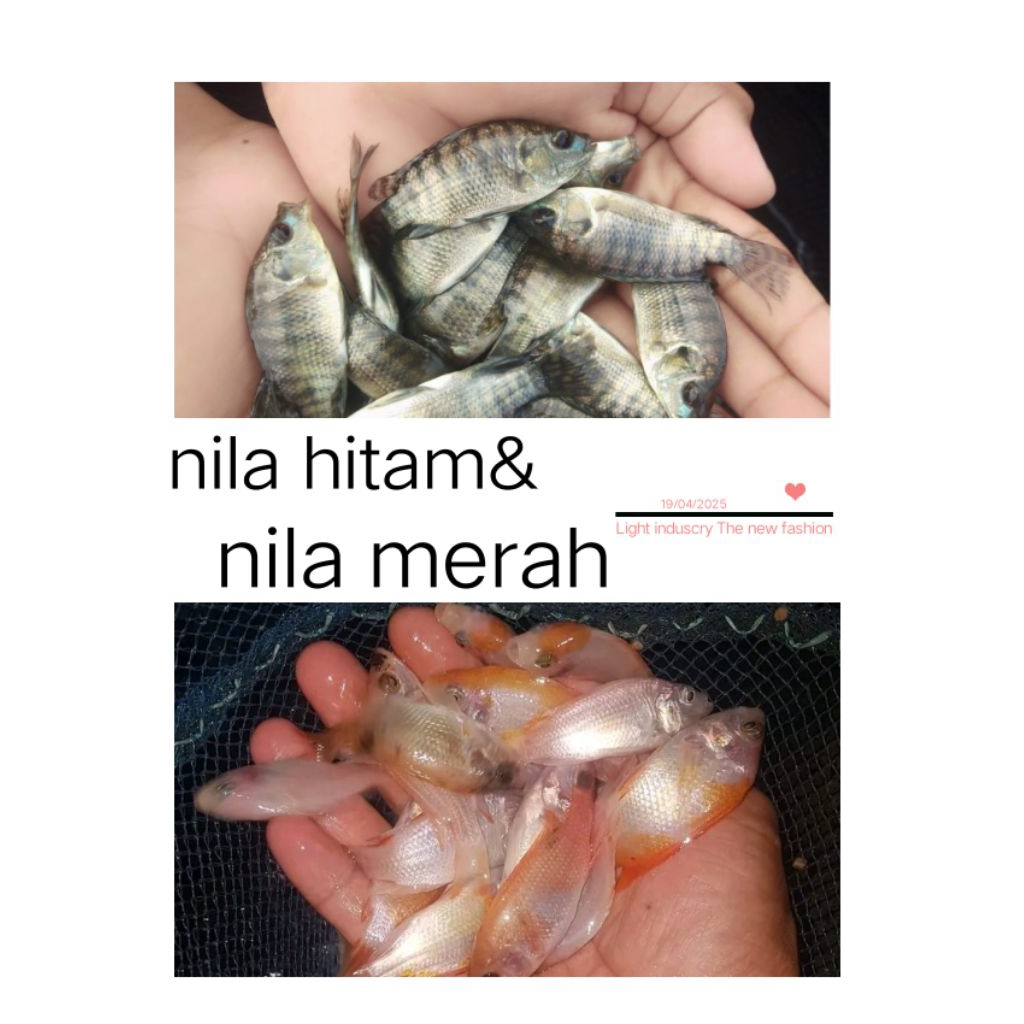 anak nila merah dan nila hitam  nirwana 3
