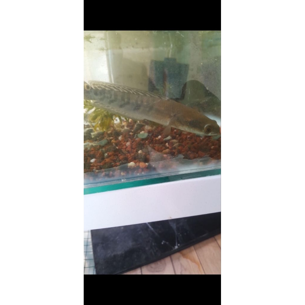 CHANNA MARU YS 12CM BATIK DAN BUNGA