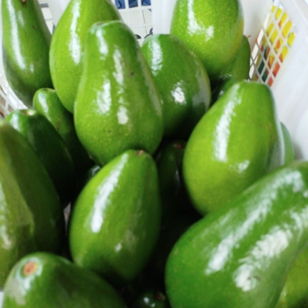 ALPUKAT MENTEGA LAMPUNG