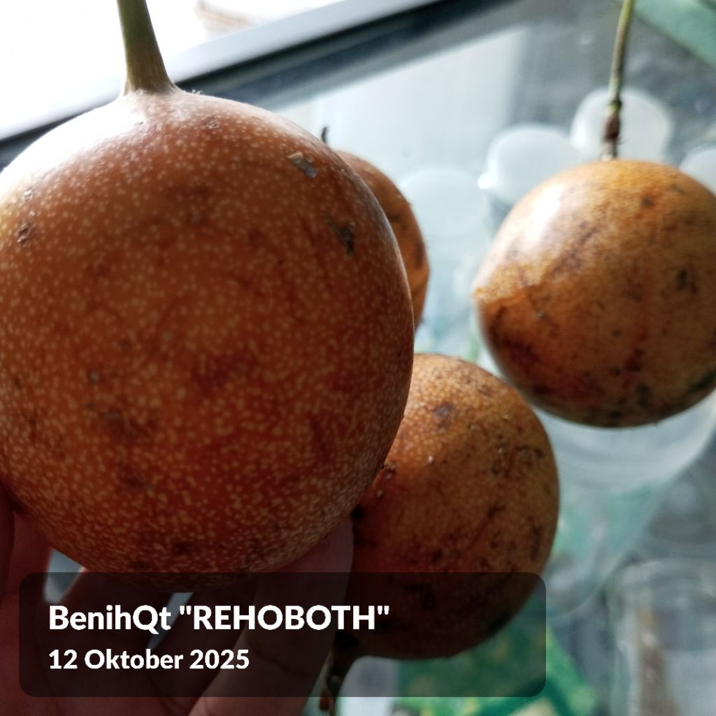 Benih bibit Markisa madu manis 25 biji