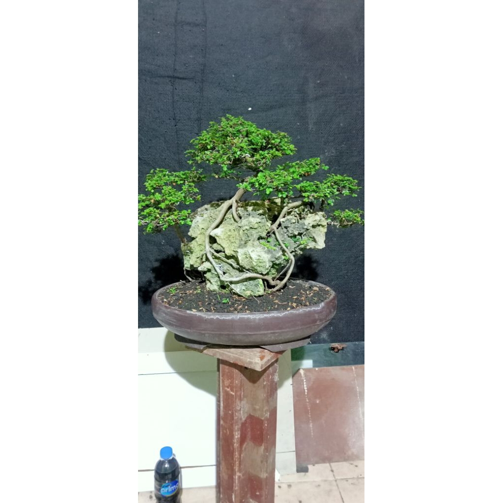 bonsai OTR ulmus micro