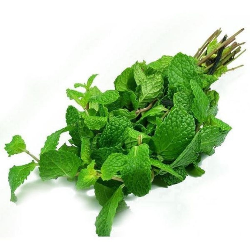 1 ikat daun mint Fress,daun mint,teh daun mint,herbal daun mint