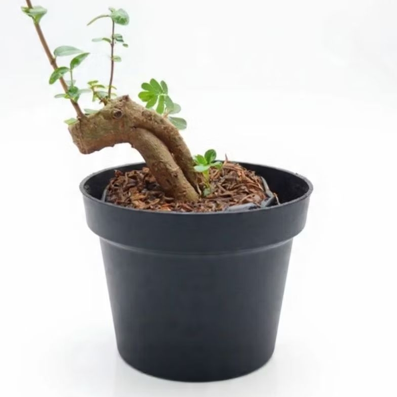 Bahan Bonsai Anting Putri Mini | Bonsai Anting Putri Unik