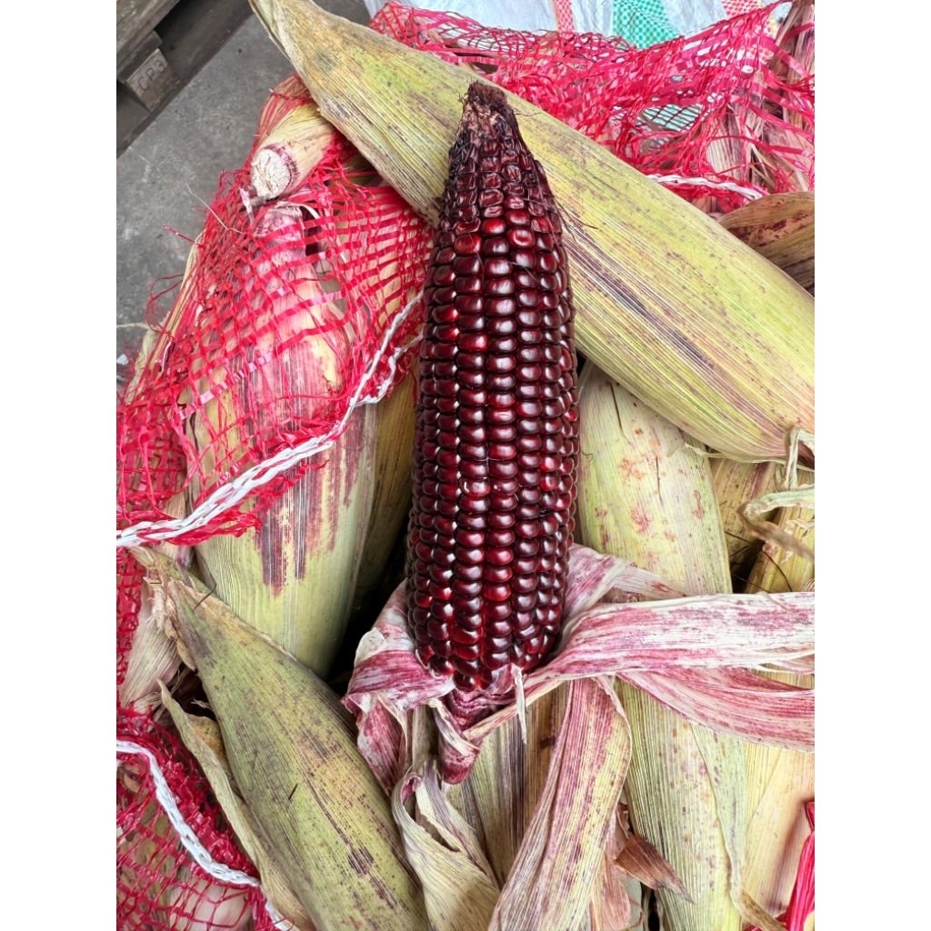 jagung pulut ketan ungu (1 pcs)