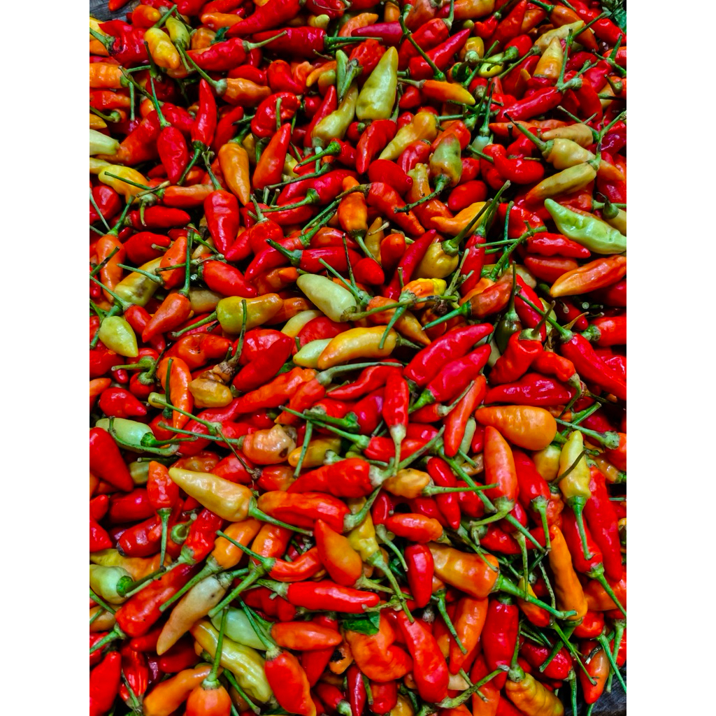 Cabe rawit segar lokal Blitar