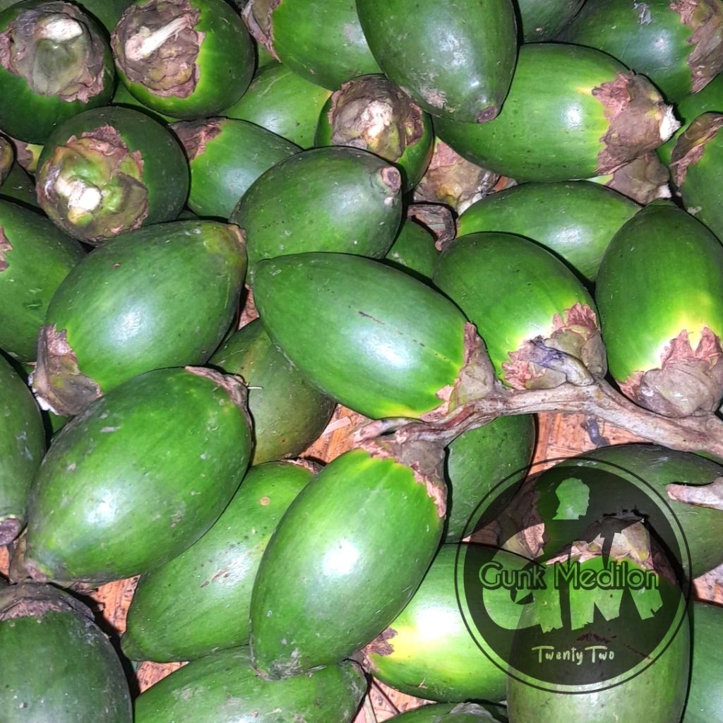1 Kg Buah Pinang Muda Segar Asli Isi Sekitar 25-40 Biji | Buah Pinang Tua | Akar Pinang Muda | Pinan