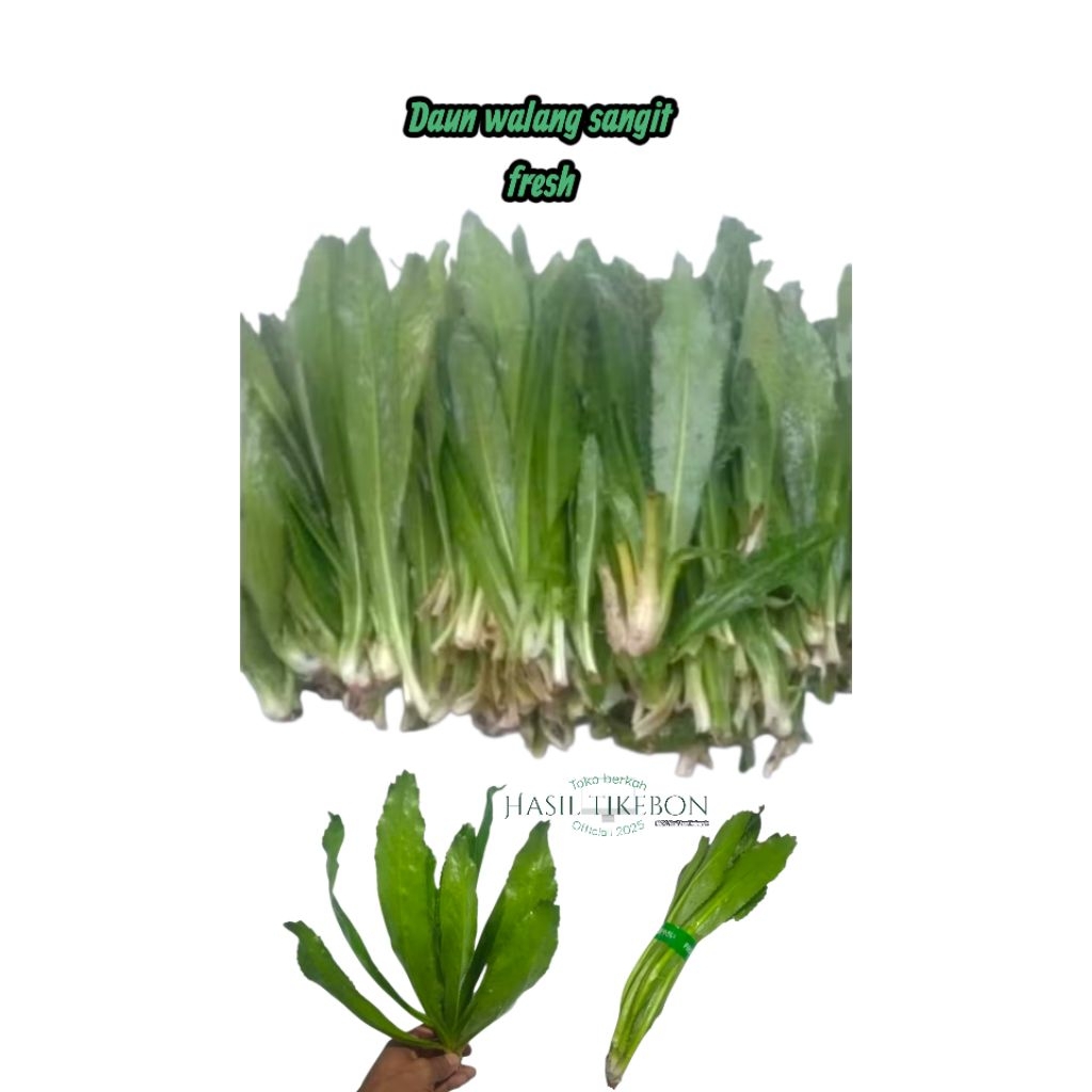 Daun walang sangit segar 1 kg dipetik dadakan, Daun walang sangit fress