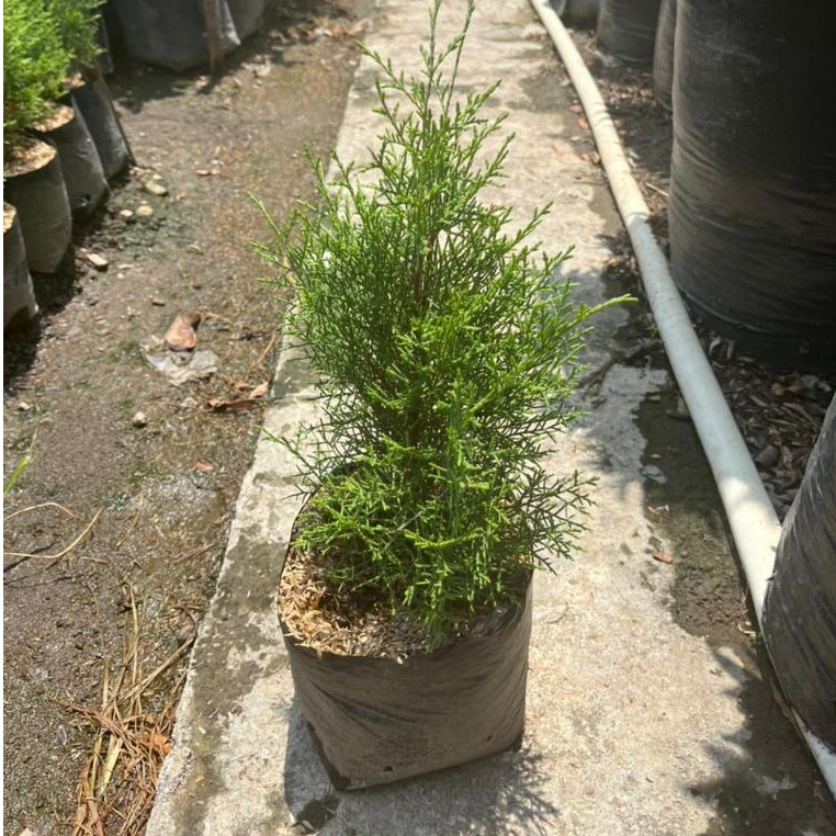 Bibit Tanaman Cemara Wangi/Rentes Mentega Chaluthea Tinggi 40 cm - Cemara wangi / Cemara Natal / cem