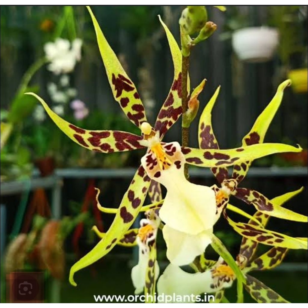 Oncydium Brassia yellow