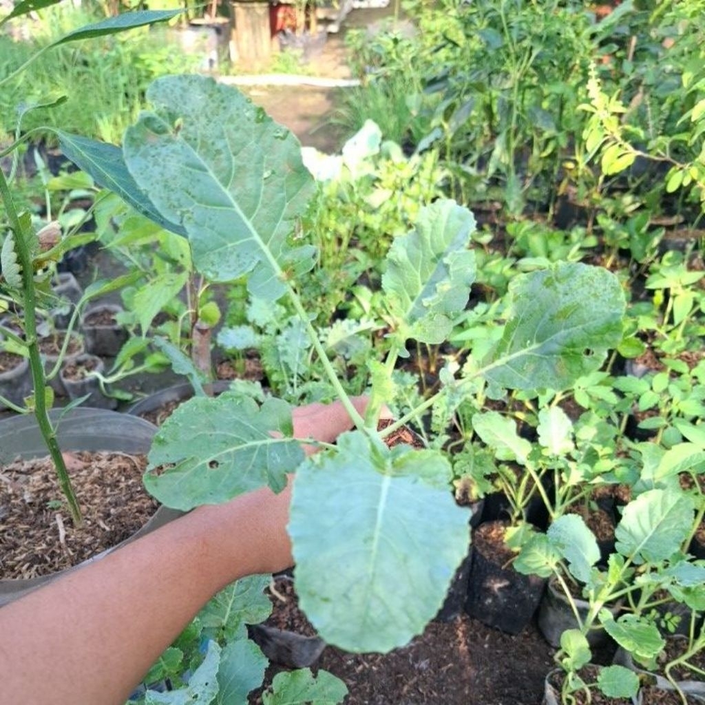 bibit tanaman sayuran sayur brokoli