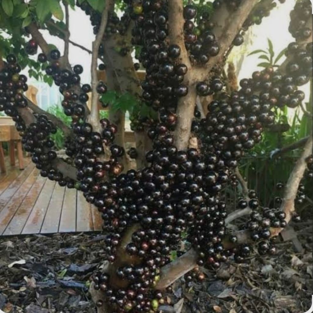 Bibit pohon anggur batang sudah berbuah