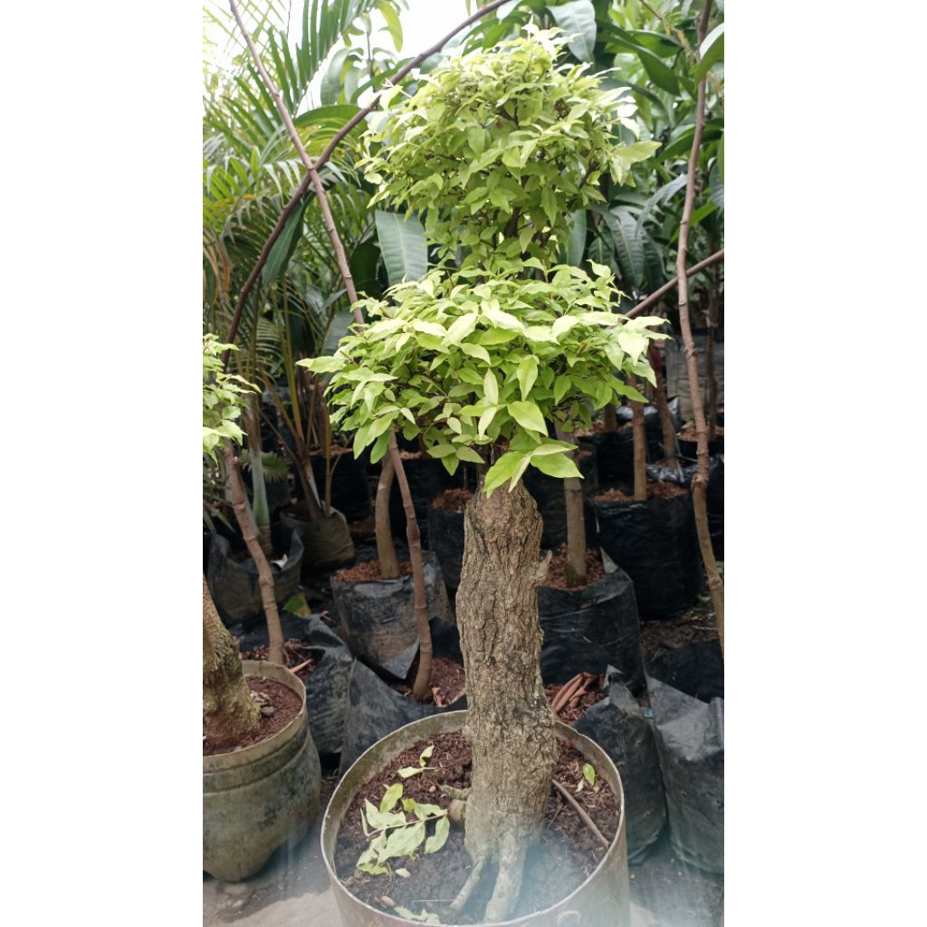 Bonsai anting putri tinggi 1 meter
