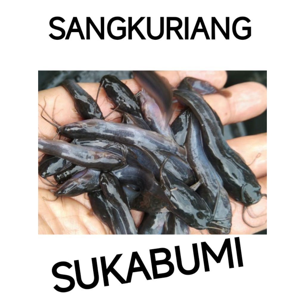 Bibit lele Sangkuriang ukuran 6-7 cm 35 ekor bonus pakan