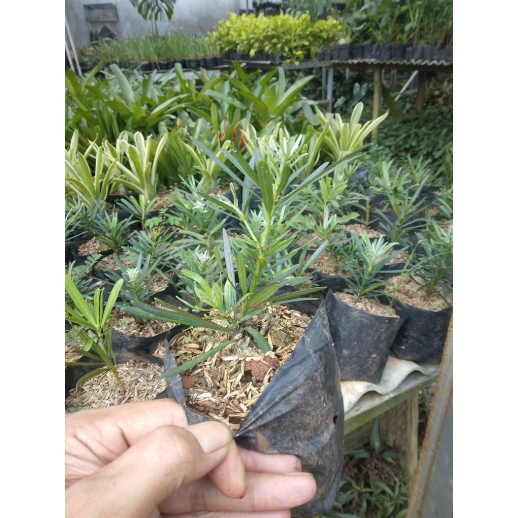 tanaman hias lohansung pohon lohansung pohon bonsai lohansung