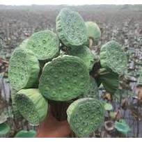 Biji teratai muda segar/masih ada bonggolnya 1kg