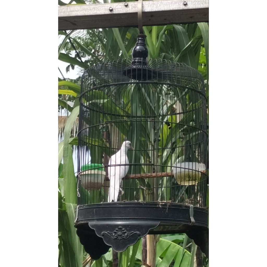 perkutut putih kapas