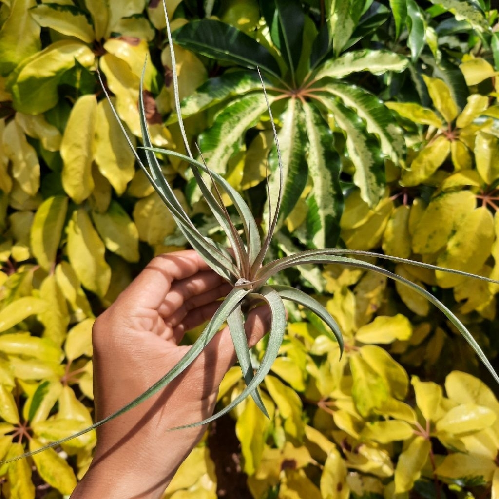 Tillandsia Jackie Loinaz (Concolor x Capitata) (airplants) / Tillandsia Hybrid / Tanaman Udara / Tan
