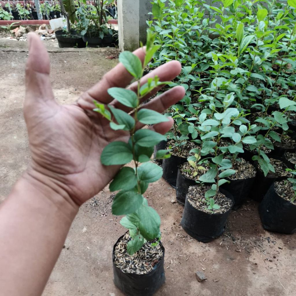 pohon bidara arab asli