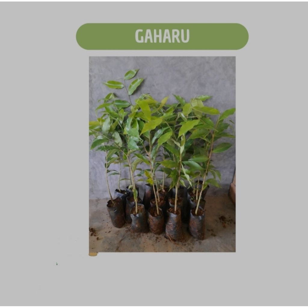 bibit gaharu asli original bibit pohon gaharu