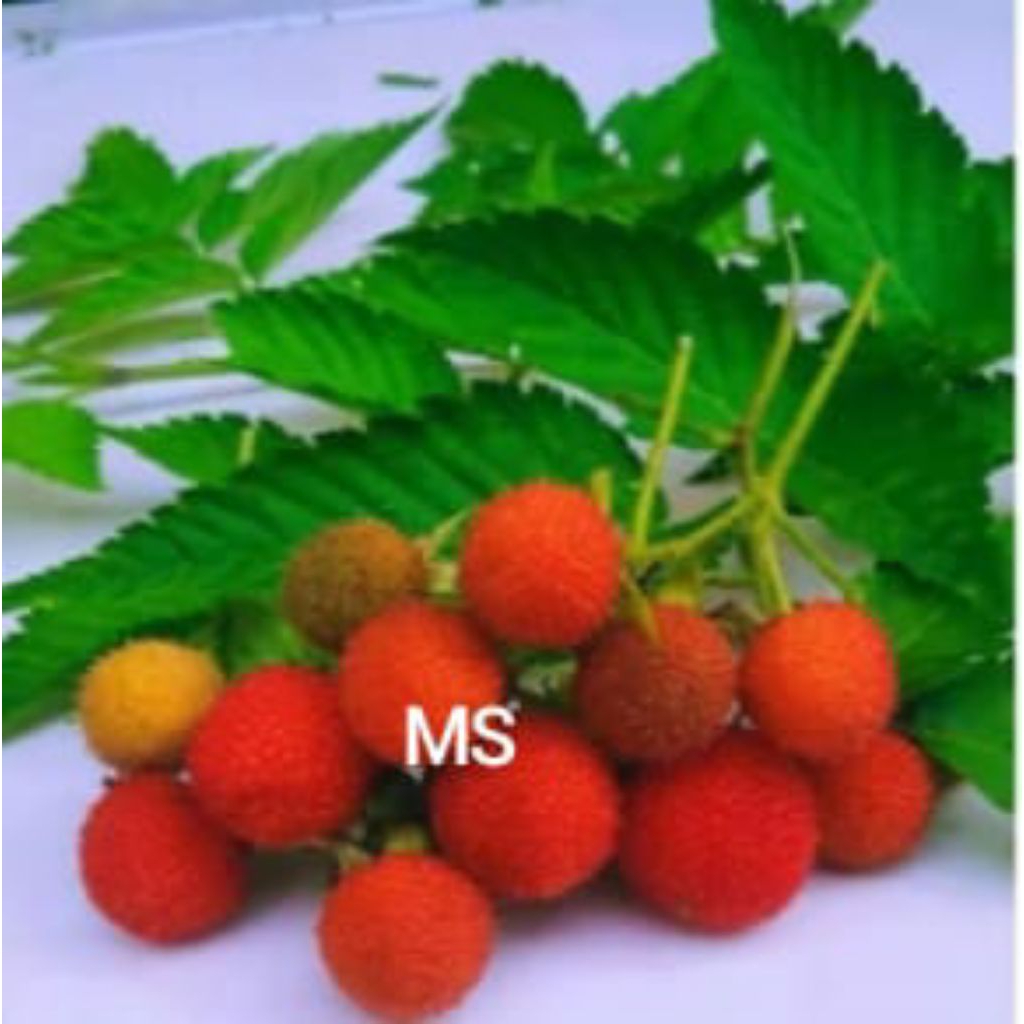 Bibit tanaman buah arben hutan | arbei hutan merah dan murbai (arben kampung)