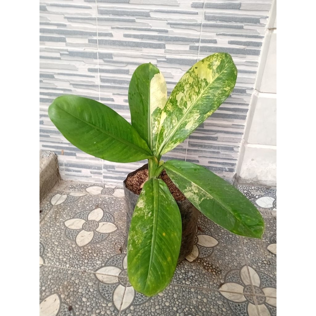 dipen panglima varigata di kirim sesuai photo 6 daun bisa cod