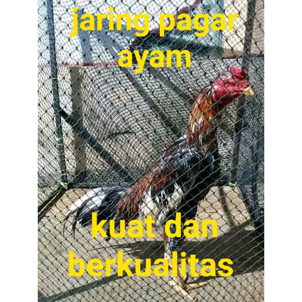 jaring pagar ayam kuat dan berkualitas
