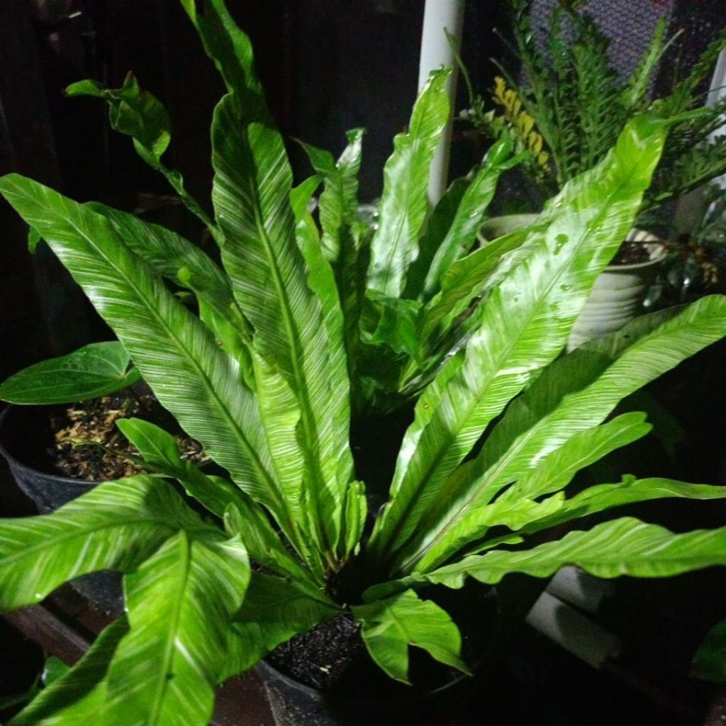 nota CO live KARYA TANI