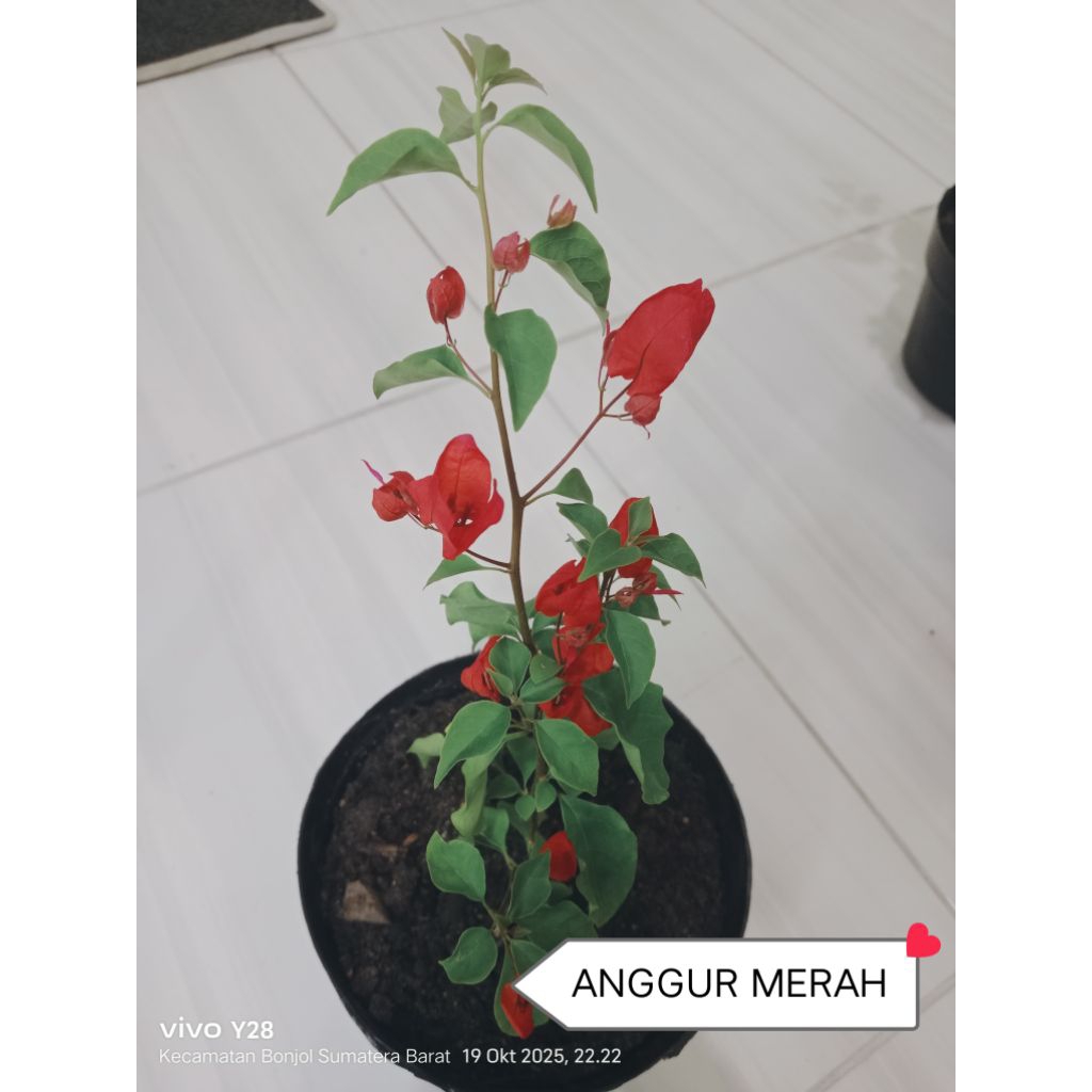 Bougenville/Bunga Kertas ID : ANGGUR MER4H