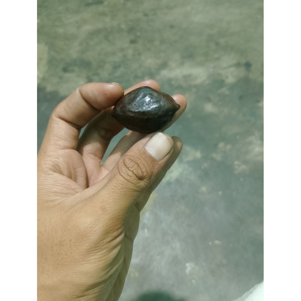 kemiri Muncang aduan jawapedang