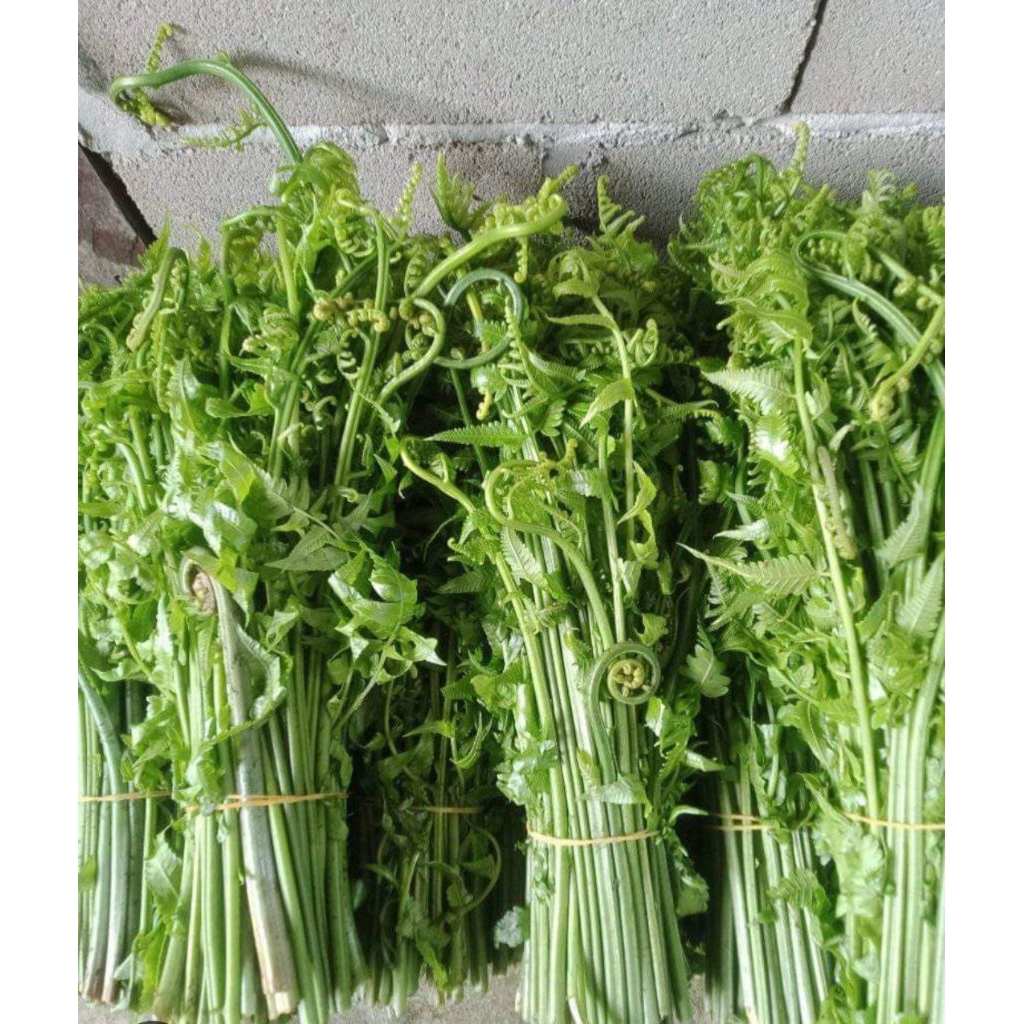 Pakis Sayur Segar Pakis Sayur Fresh 1kg Sayuran Hijau Segar