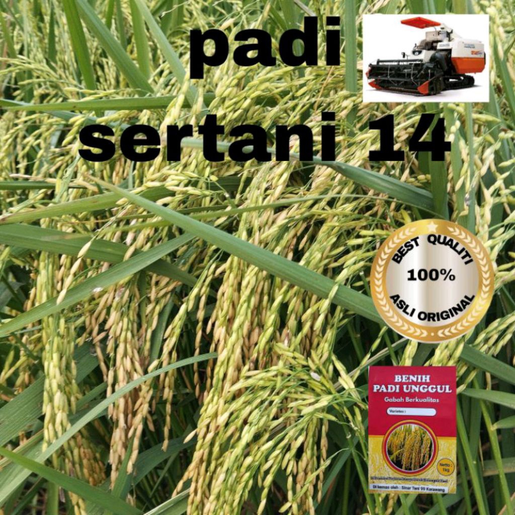 BENIH PADI UNGGUL SERTANI 14 KUALITAS 1 KG BENIH PADI ORIGINAL