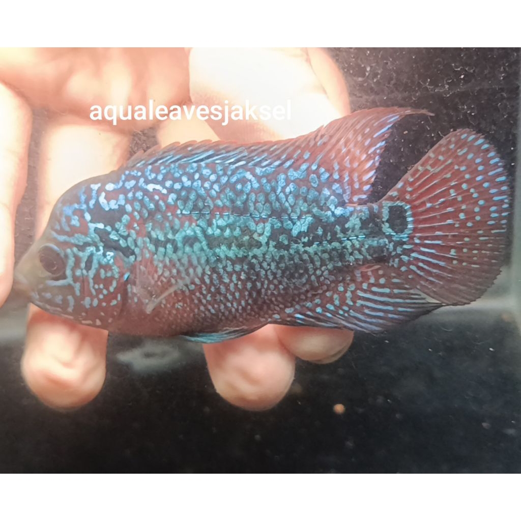 ikan louhan cencu bahan top grade 03