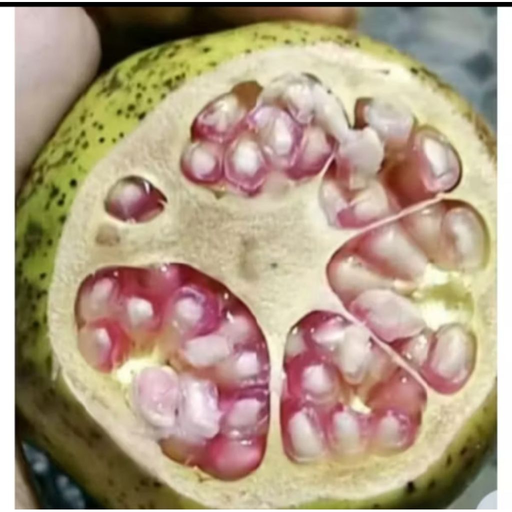 Buah Delima Putih Segar