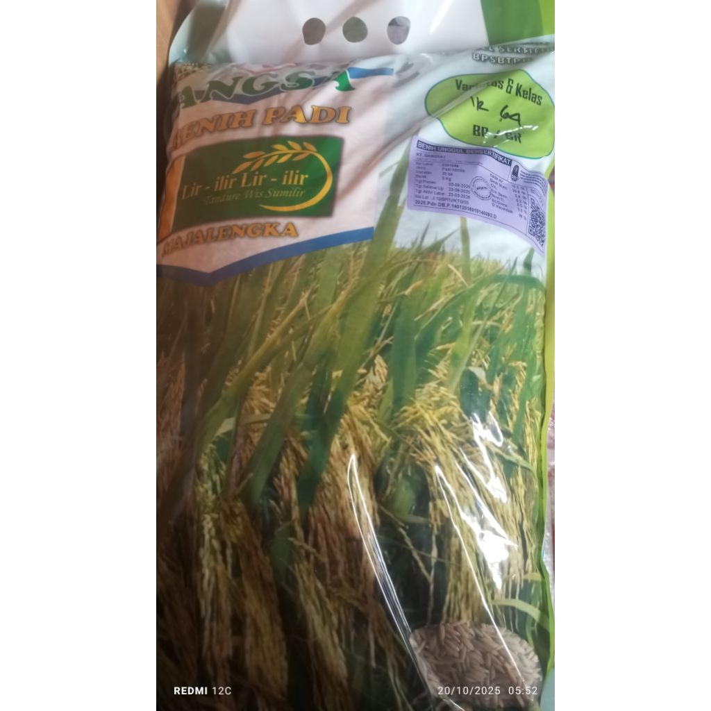 Benih padi IR 64