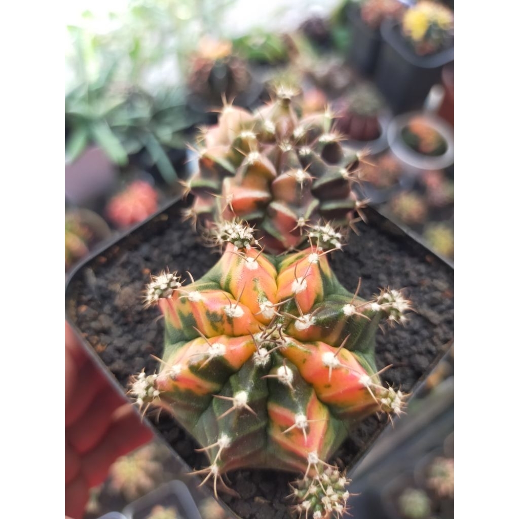 Paket Kaktus Miha Hybrid dan Rootbeer