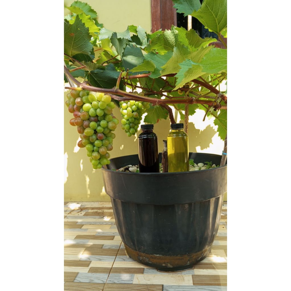 nutrisi ab mix anggur 200 ml fase vegetatif generatif pembesaran buah