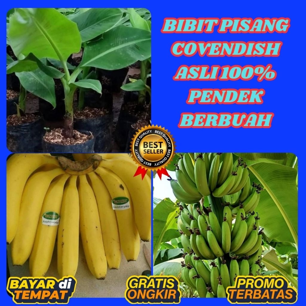 STOK TERBATAS  Bibit Pisang Cavendish Cj40