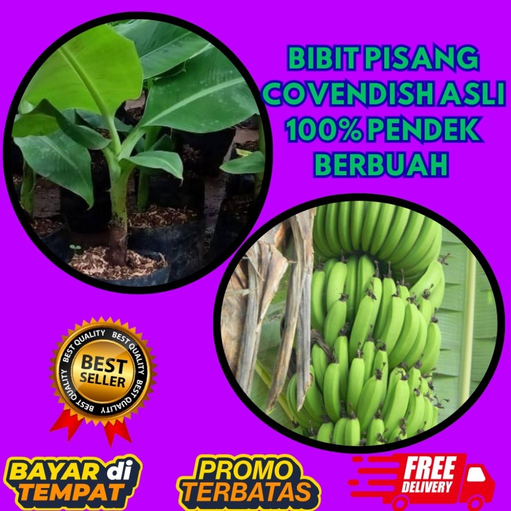 STOK TERBATAS  Bibit Pisang Cavendish Cj40