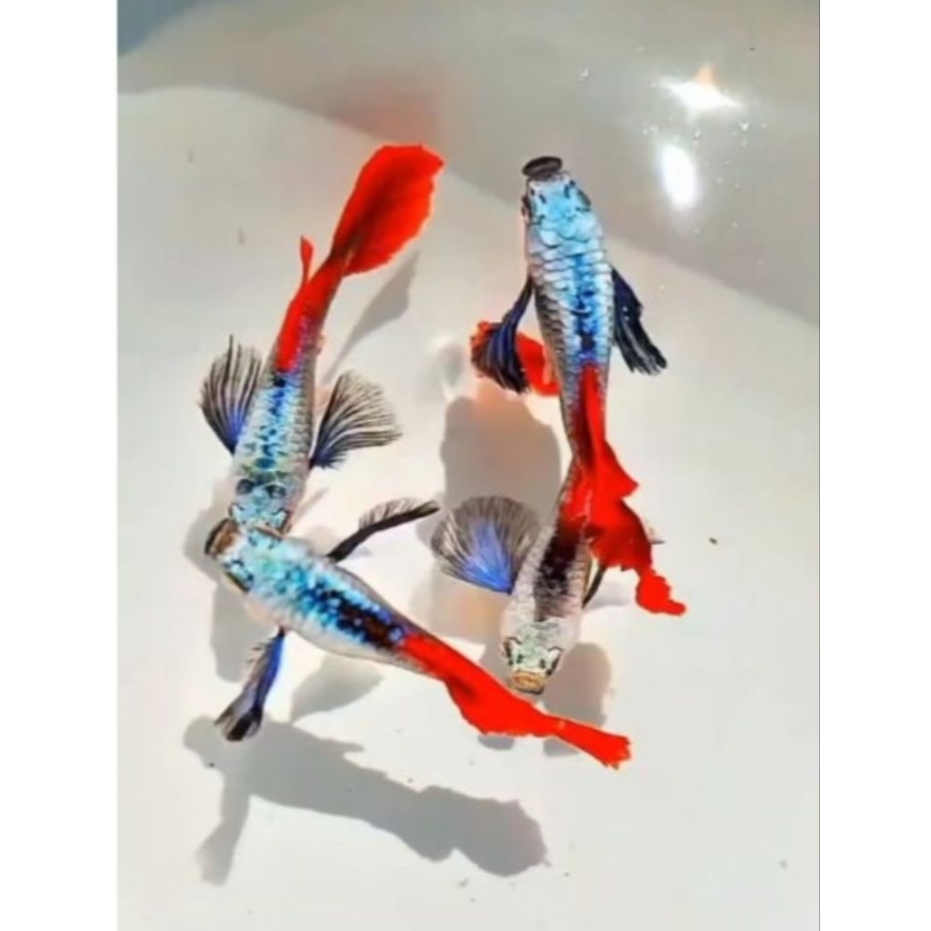 Hiasan akuarium PRTDE guppy ikan hias air tawar aquascape