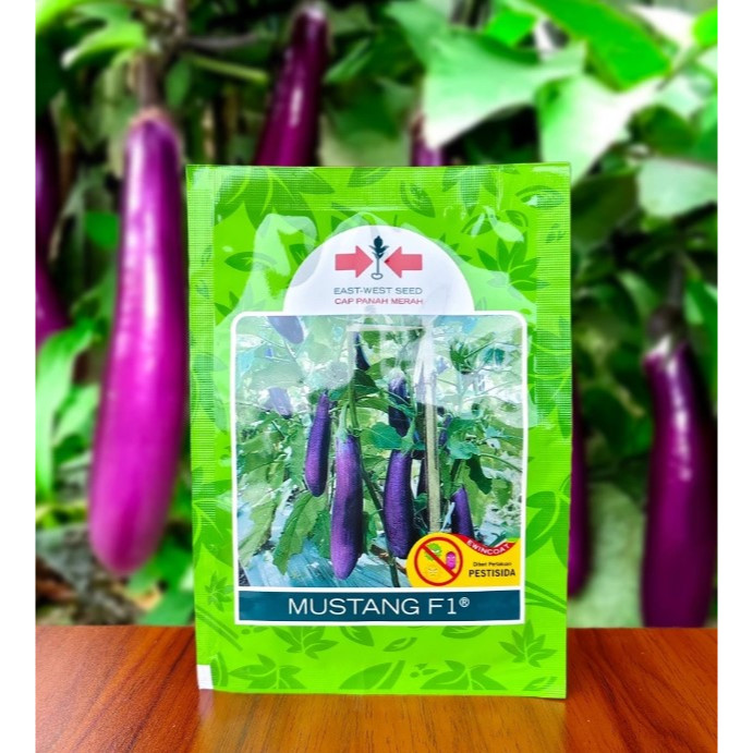 Benih terong hibrida YUMI F1 1100 butir terung ungu panjang terong yumi dari panah merah