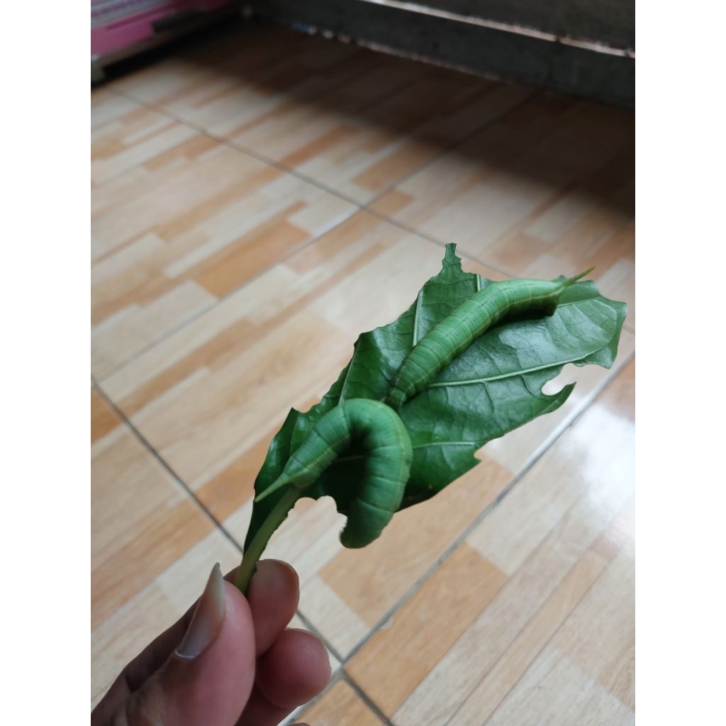 ulat pace / ulat mengkudu.(5 pcs). umpan gacor ikan bawal , lele. di semua medan