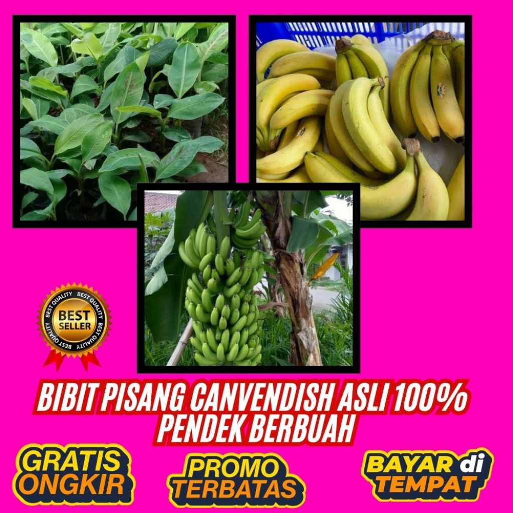 BIBIT BERKUALITAS  Bibit Pisang Cavendish Foto │ Bibit Pisang Cavendish G9