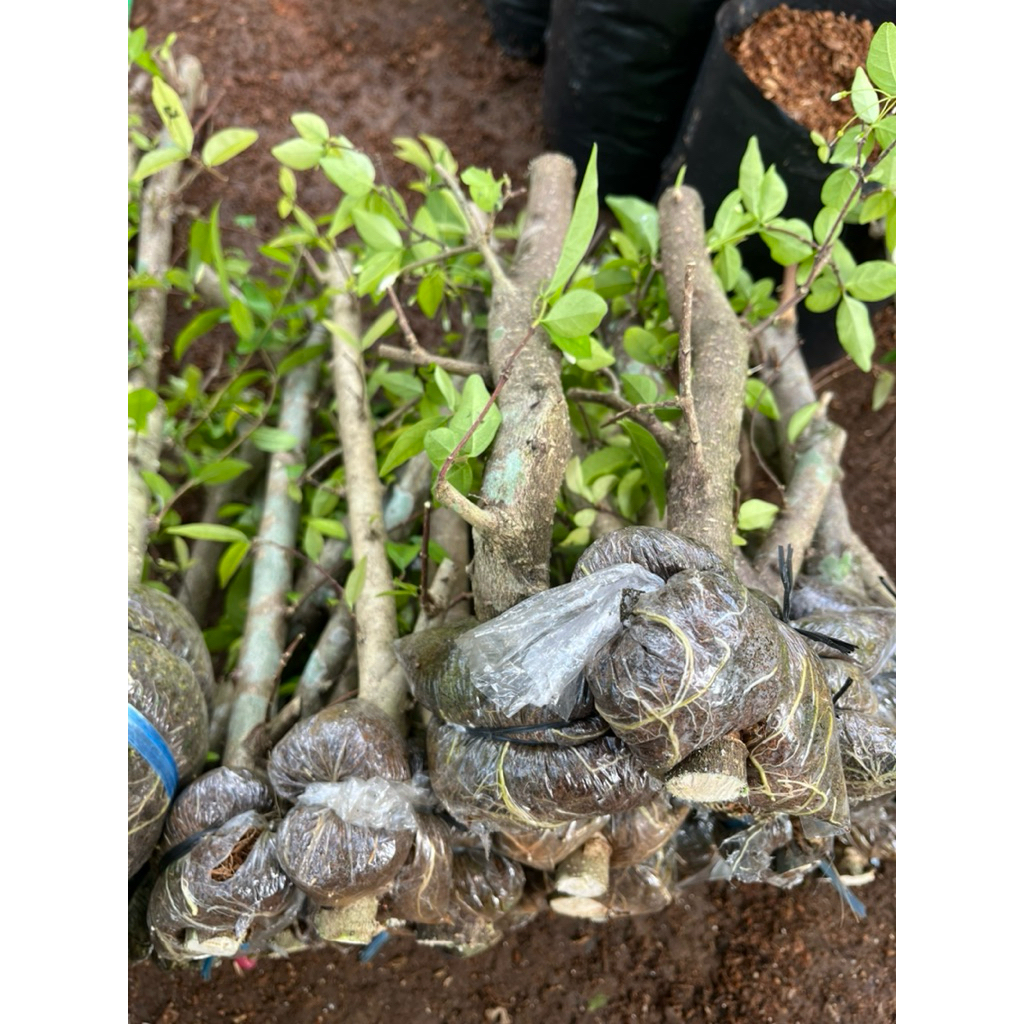 Bonsai Anting Putri bahan Mame / Prokar