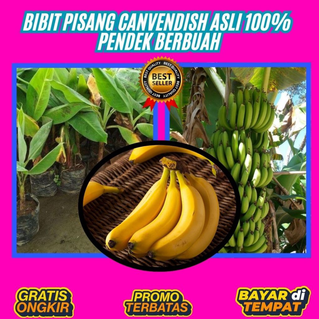 PROMO  Pohon Pisang Cavendish Berbuah │ Pohon Pisang Cavendish Dalam Pot