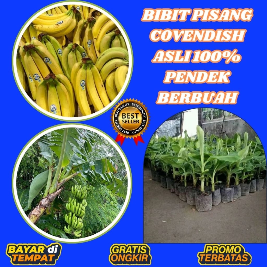 PROMO  Bibit Pisang Cavendish Asli Bibit Pisang Cavendish Cj40