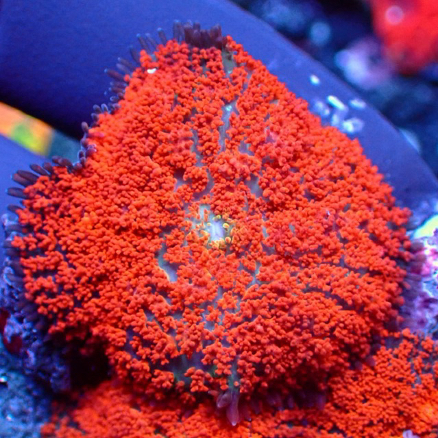 jamur rodactis superman mushroom hiasan aquarium