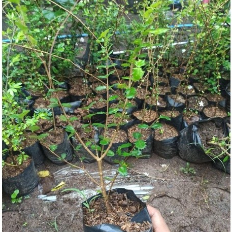 Bibit Mirten Duri Cangkok Siap Tanam — Tanaman Hias Bonsai Mini Daun Rapat Cepat Tumbuh