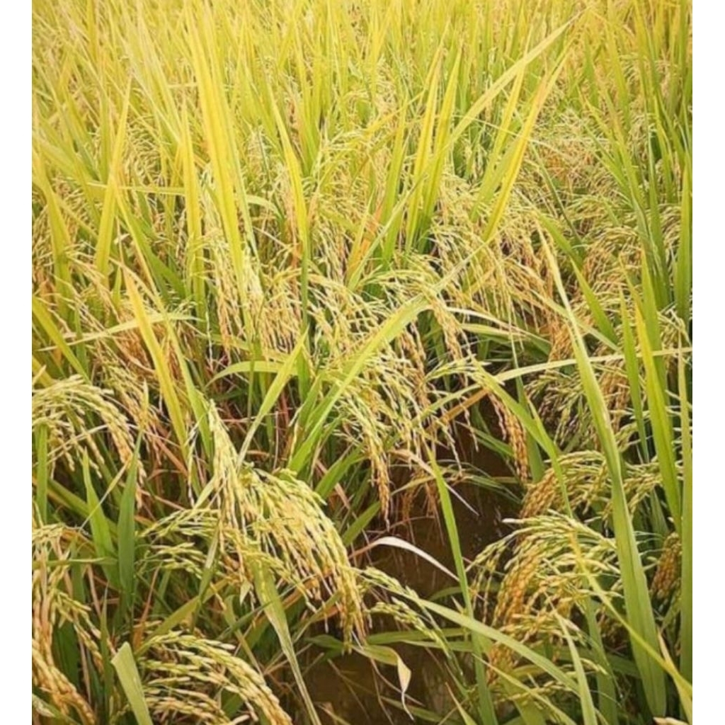 BIBIT PADI GENJAR SR_P08 KEMASAN 1KG