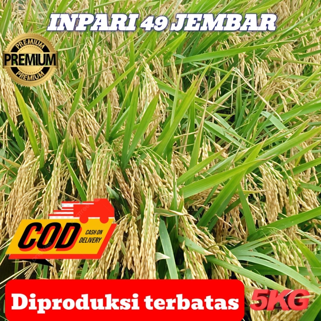 Benih bibit padi Inpari 49 jembar unggul berkualitas kemasan 5 kg