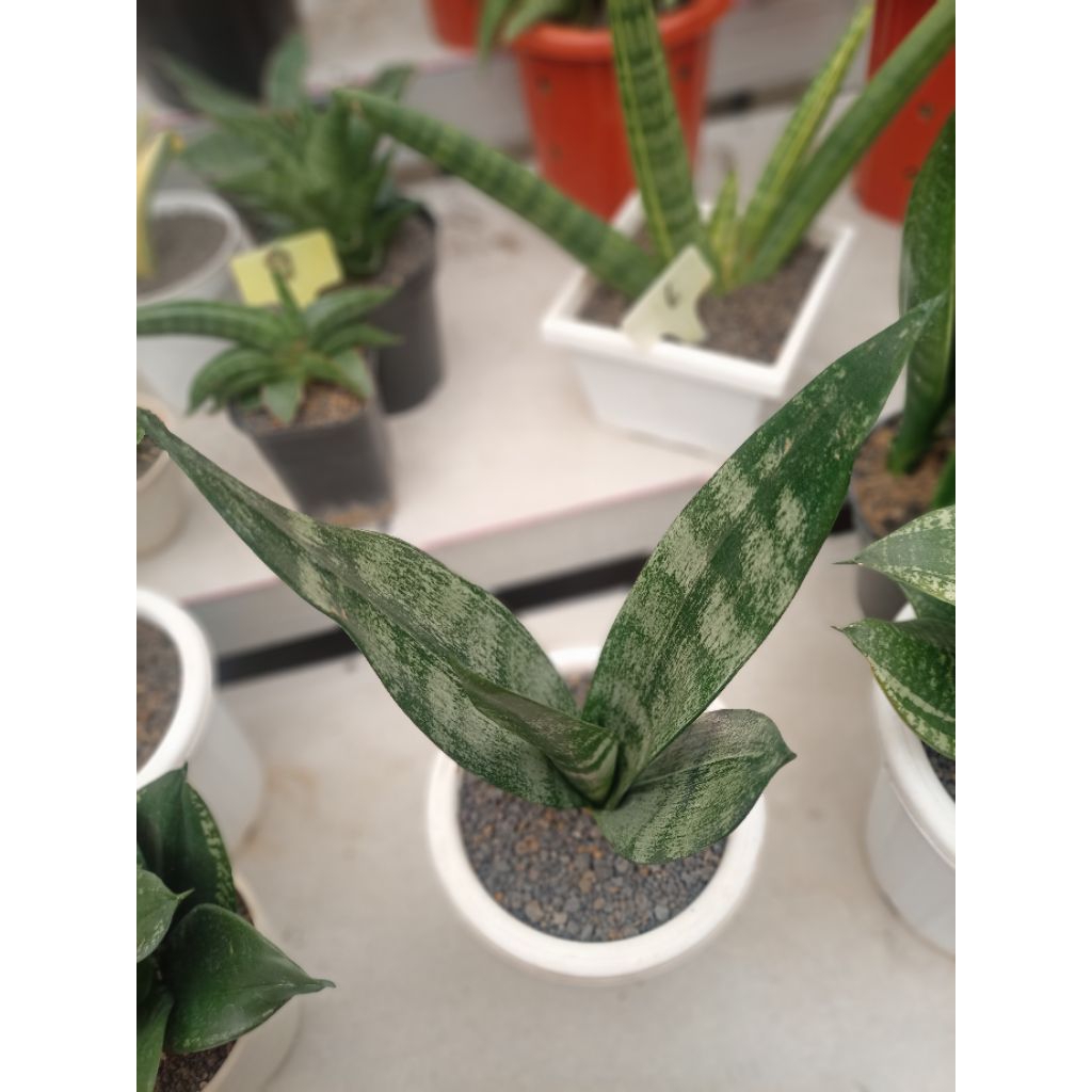 Sansevieria Futura Frozen
